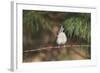 Tufted Titmouse-Gary Carter-Framed Photographic Print