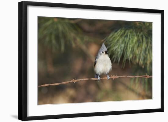 Tufted Titmouse-Gary Carter-Framed Photographic Print