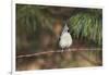 Tufted Titmouse-Gary Carter-Framed Photographic Print