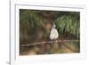 Tufted Titmouse-Gary Carter-Framed Photographic Print