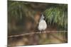 Tufted Titmouse-Gary Carter-Mounted Photographic Print