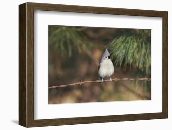 Tufted Titmouse-Gary Carter-Framed Photographic Print