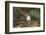 Tufted Titmouse-Gary Carter-Framed Photographic Print