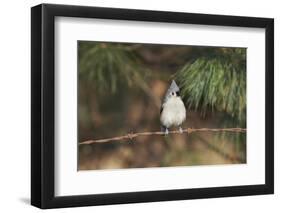 Tufted Titmouse-Gary Carter-Framed Photographic Print