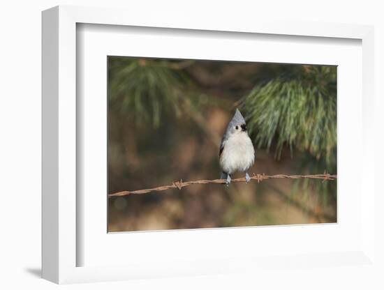 Tufted Titmouse-Gary Carter-Framed Photographic Print