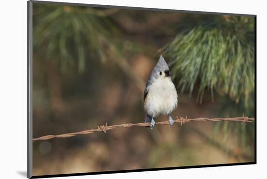 Tufted Titmouse-Gary Carter-Mounted Photographic Print