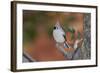 Tufted Titmouse-Gary Carter-Framed Photographic Print