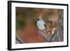 Tufted Titmouse-Gary Carter-Framed Photographic Print