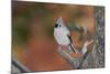 Tufted Titmouse-Gary Carter-Mounted Photographic Print