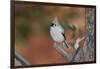 Tufted Titmouse-Gary Carter-Framed Photographic Print