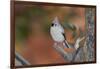 Tufted Titmouse-Gary Carter-Framed Photographic Print