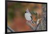 Tufted Titmouse-Gary Carter-Framed Photographic Print