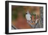 Tufted Titmouse-Gary Carter-Framed Photographic Print