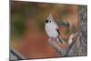 Tufted Titmouse-Gary Carter-Mounted Photographic Print