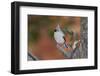 Tufted Titmouse-Gary Carter-Framed Photographic Print