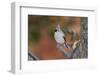 Tufted Titmouse-Gary Carter-Framed Photographic Print