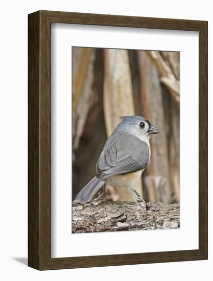 Tufted Titmouse-Gary Carter-Framed Photographic Print