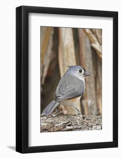 Tufted Titmouse-Gary Carter-Framed Photographic Print