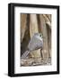 Tufted Titmouse-Gary Carter-Framed Photographic Print