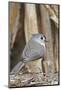 Tufted Titmouse-Gary Carter-Mounted Photographic Print