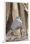 Tufted Titmouse-Gary Carter-Framed Photographic Print