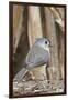 Tufted Titmouse-Gary Carter-Framed Photographic Print