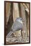 Tufted Titmouse-Gary Carter-Framed Photographic Print