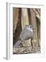 Tufted Titmouse-Gary Carter-Framed Photographic Print