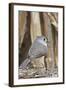 Tufted Titmouse-Gary Carter-Framed Photographic Print