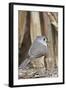 Tufted Titmouse-Gary Carter-Framed Photographic Print