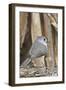 Tufted Titmouse-Gary Carter-Framed Photographic Print