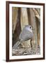 Tufted Titmouse-Gary Carter-Framed Photographic Print