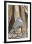 Tufted Titmouse-Gary Carter-Framed Photographic Print