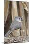 Tufted Titmouse-Gary Carter-Mounted Photographic Print