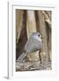 Tufted Titmouse-Gary Carter-Framed Photographic Print