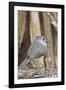 Tufted Titmouse-Gary Carter-Framed Photographic Print