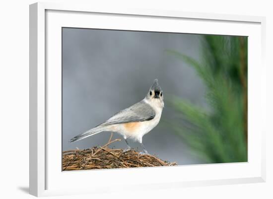 Tufted Titmouse-Gary Carter-Framed Photographic Print