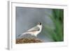 Tufted Titmouse-Gary Carter-Framed Photographic Print