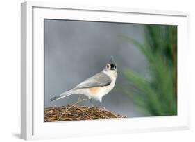 Tufted Titmouse-Gary Carter-Framed Photographic Print