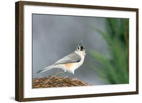 Tufted Titmouse-Gary Carter-Framed Photographic Print