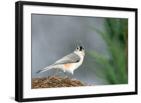 Tufted Titmouse-Gary Carter-Framed Photographic Print