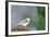 Tufted Titmouse-Gary Carter-Framed Photographic Print