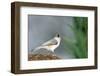 Tufted Titmouse-Gary Carter-Framed Photographic Print