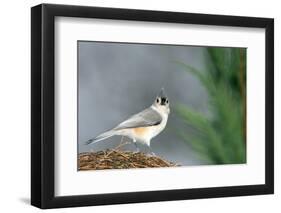 Tufted Titmouse-Gary Carter-Framed Photographic Print