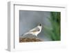 Tufted Titmouse-Gary Carter-Framed Photographic Print