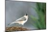 Tufted Titmouse-Gary Carter-Mounted Photographic Print