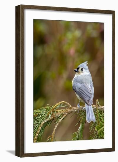 Tufted Titmouse-Gary Carter-Framed Photographic Print