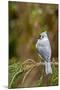 Tufted Titmouse-Gary Carter-Mounted Photographic Print