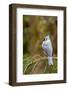 Tufted Titmouse-Gary Carter-Framed Photographic Print