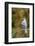 Tufted Titmouse-Gary Carter-Framed Photographic Print